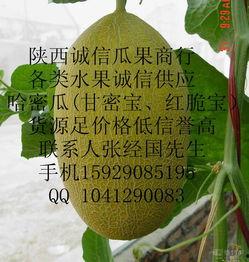 渭南蒲城今日瓜价哈密瓜,今日哈密瓜价格行情一览”
