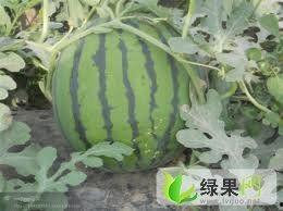 今日江苏瓜价,多品种瓜果价格波动解析