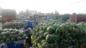 商丘市场今日瓜价行情,多品种瓜果价格平稳上涨