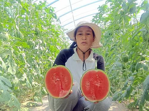 小吊瓜价格今日市场行情,价格波动与供需分析