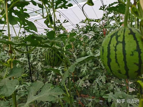 小吊瓜价格今日市场行情,价格波动与供需分析