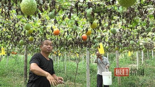 小吊瓜价格今日市场行情,价格波动与供需分析