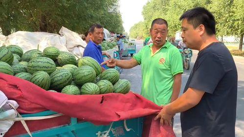 韩寺今日吊瓜价格行情表,丰硕丰收，价格稳中有升