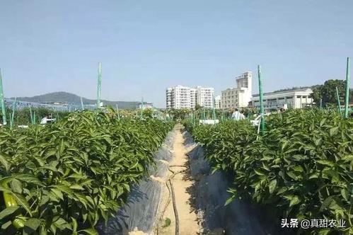 北部瓜茄今日行情,新鲜动态一览