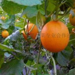 莘县小吊瓜今日价格表,市场行情一览