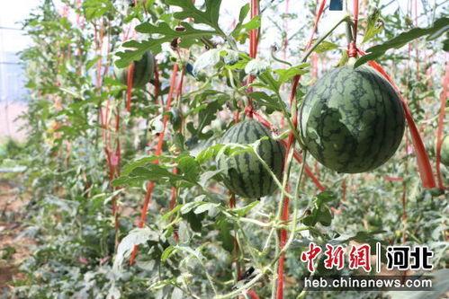 莘县小吊瓜今日价格表,市场行情一览