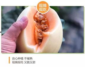 今日东方蜜瓜价格行情表,甜蜜丰收，市场走俏