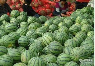 陕西美都瓜价最新行情今日