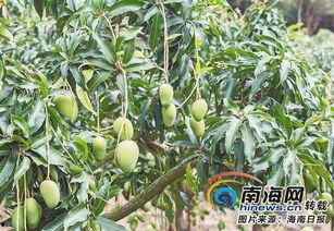 今日海南蒲瓜价格,新鲜上市，价格走俏”