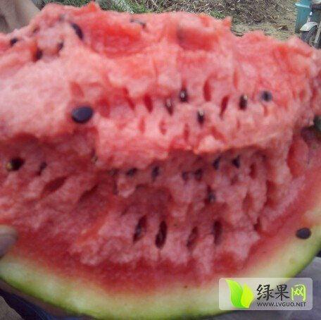 陕西大荔县白瓜今日价,价格波动，市场动态一览”