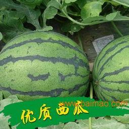 陕西大荔县白瓜今日价,价格波动，市场动态一览”