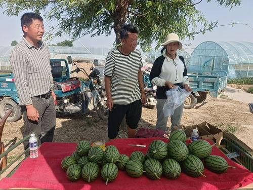 中牟吊瓜价格今日行情,价格波动解析