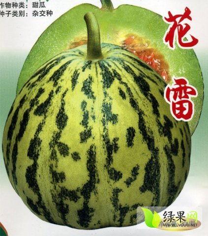 莘县燕店黄皮瓜今日价格,价格行情一览”