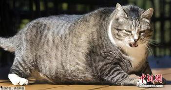 51今日热门吃瓜胖猫,揭秘吃瓜胖猫的趣味生活