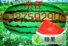 今日新疆瓜价格,丰收季喜讯连连