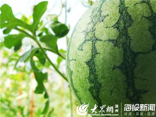 五一今日吃瓜视频,盘点热门视频背后的趣味与真相