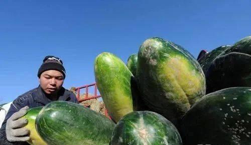 海南今日毛瓜价格行情最新,新鲜直供，价格走低引关注