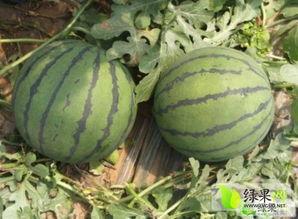 茄瓜行情今日行情最新消息,今日最新动态，价格走势解析