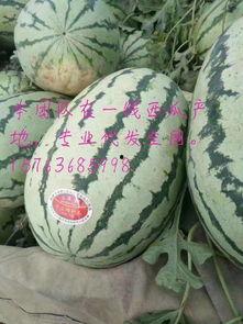 今日硒砂瓜价格,市场波动下的甜蜜行情