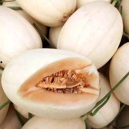 东方蜜瓜今日价,价格行情一览