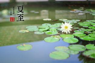 今日夏至吃瓜赏花的视频,瓜果飘香，花海绽放——共赏夏至美景
