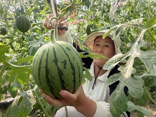 中牟黄心小吊瓜今日价格,价格行情一览