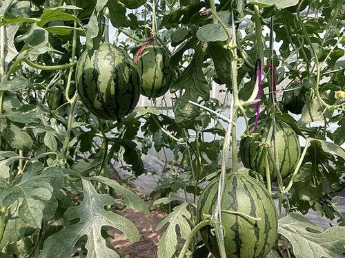 中牟黄心小吊瓜今日价格,价格行情一览