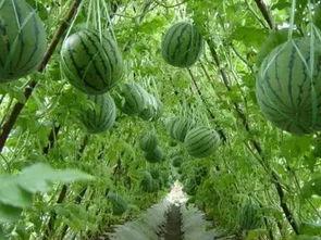 中牟黄心小吊瓜今日价格,价格行情一览