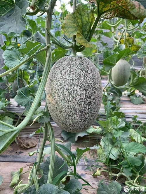 2024哈密瓜山东今日价格行情,今日价格一览