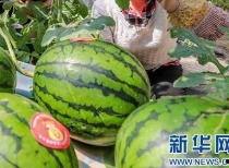 今日吃瓜看料最新消息,吃瓜群众聚焦最新瓜料，揭秘娱乐圈幕后真相