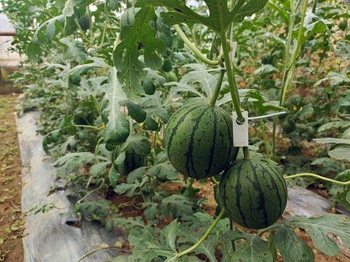 五一今日吃瓜-大学生,大学生视角下的校园生活点滴