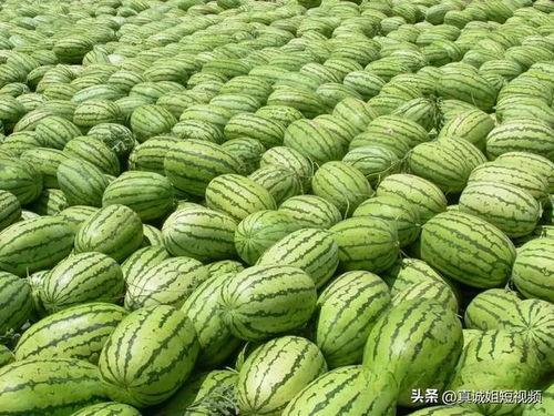 今日吃瓜必吃大瓜图片,吃瓜群众热议的惊天大瓜揭秘