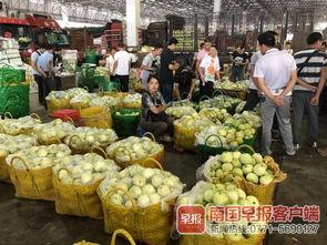 今日南宁瓜价格,新鲜瓜果抢购热潮来袭”