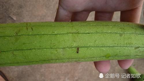 今日南宁瓜价格,新鲜瓜果抢购热潮来袭”