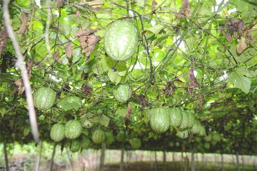 北海小吊瓜今日价格,价格行情一览”