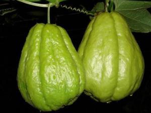 云南今日佛手瓜价格走势,今日市场行情解析