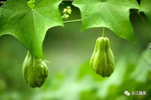 云南今日佛手瓜价格走势,今日市场行情解析