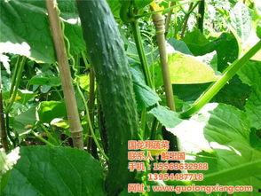 浙江嘉兴小瓜今日价格,价格行情一览”