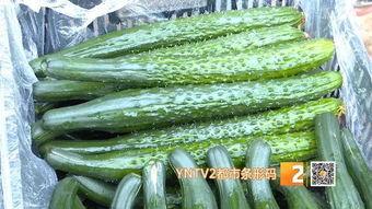 浙江嘉兴小瓜今日价格,价格行情一览”