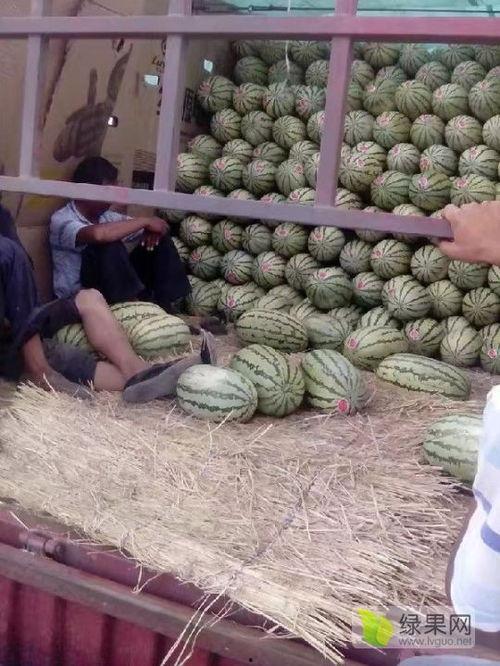 信阳麒麟瓜今日行情,今日行情火爆，瓜农笑开颜！”