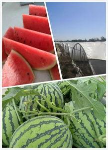 信阳麒麟瓜今日行情,今日行情火爆，瓜农笑开颜！”