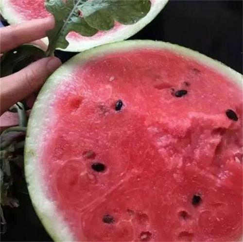 信阳麒麟瓜今日行情,今日行情火爆，瓜农笑开颜！”