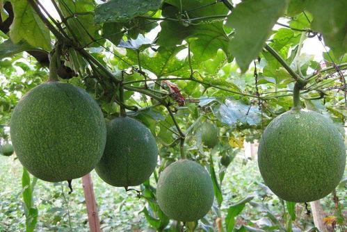 老吊瓜今日价格,市场波动下的价格解析