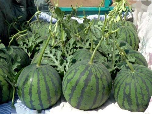 老吊瓜今日价格,市场波动下的价格解析