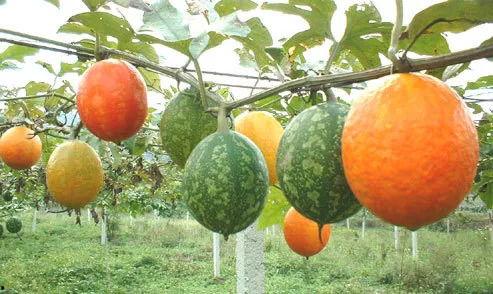 老吊瓜今日价格,市场波动下的价格解析