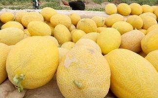 吃哈密瓜会黑嘛,吃哈密瓜真的会变黑吗？