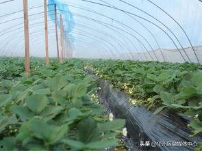 今日华州瓜坡新闻,瓜坡镇最新动态聚焦