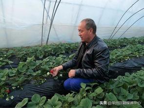 今日华州瓜坡新闻,瓜坡镇最新动态聚焦