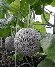 开鲁网纹瓜今日价格,市场行情持续升温