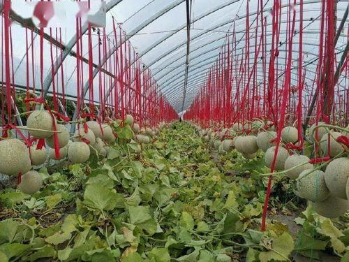 开鲁网纹瓜今日价格,市场行情持续升温